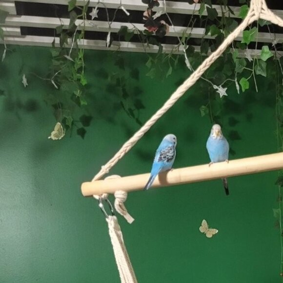 Meet your Posher, Tia JoJo - Picture 5 of 5